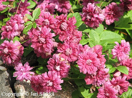 Clematis Viticella-Ryhm 'Purpurea Plena Elegans'